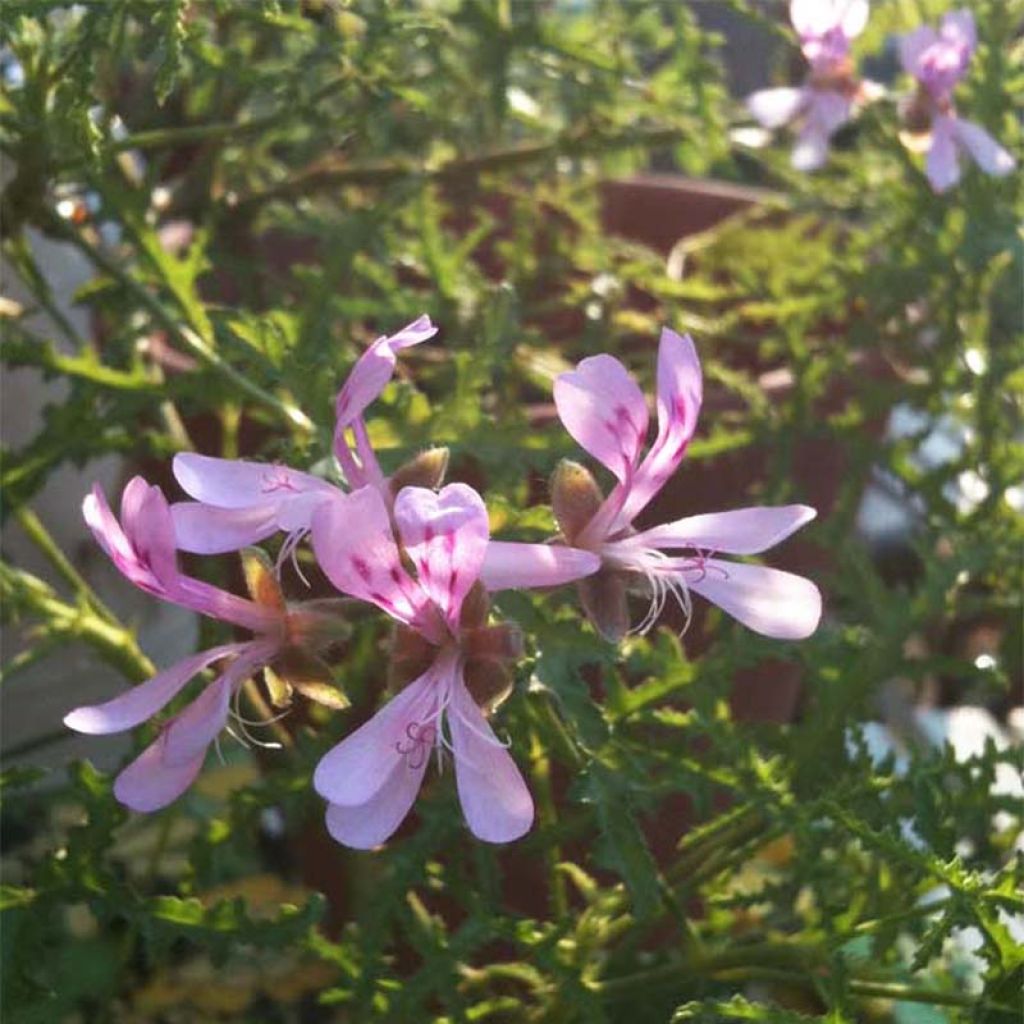 Pelargonium denticulatum Filicifolium