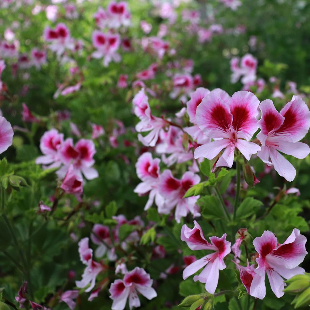 Pelargonium odorant Kettlebaston - Géranium parfum citron