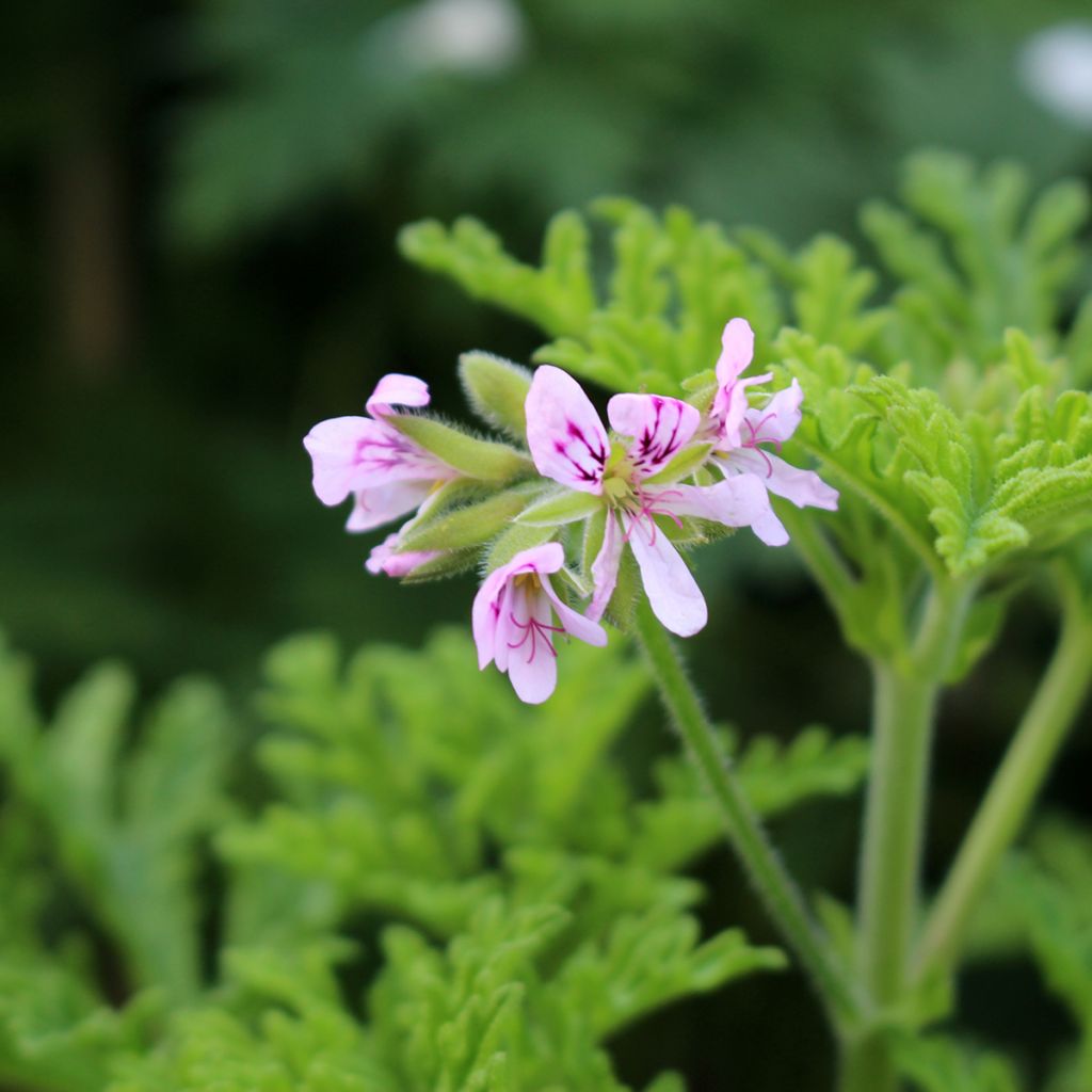 Pelargonium graveolens White Graveolens - Pelargonio odoroso