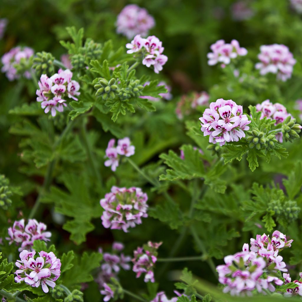 Pelargonium graveolens White Graveolens - Pelargonio odoroso