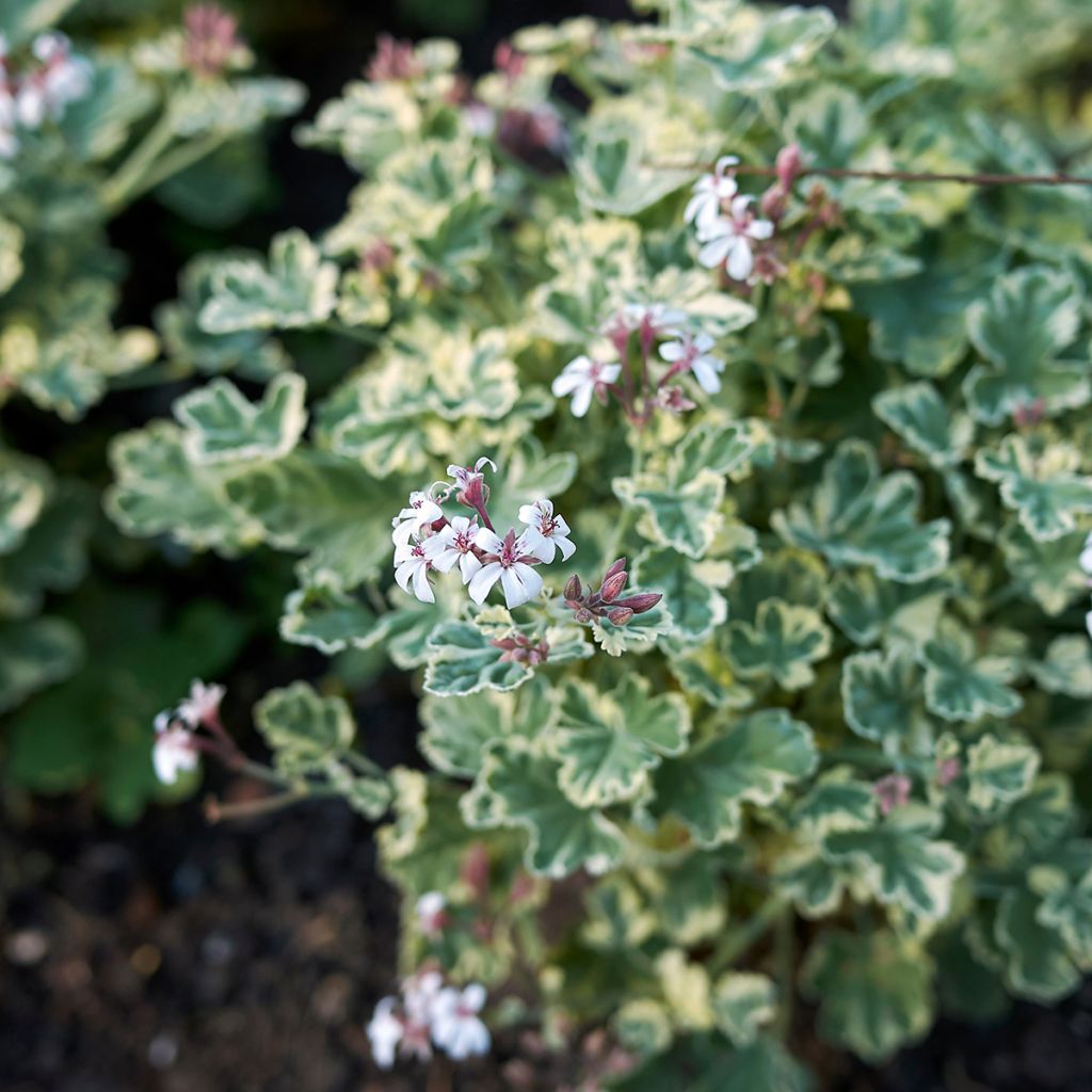 Pelargonium odorant fragrans Variegatum - Géranium parfum pin maritime