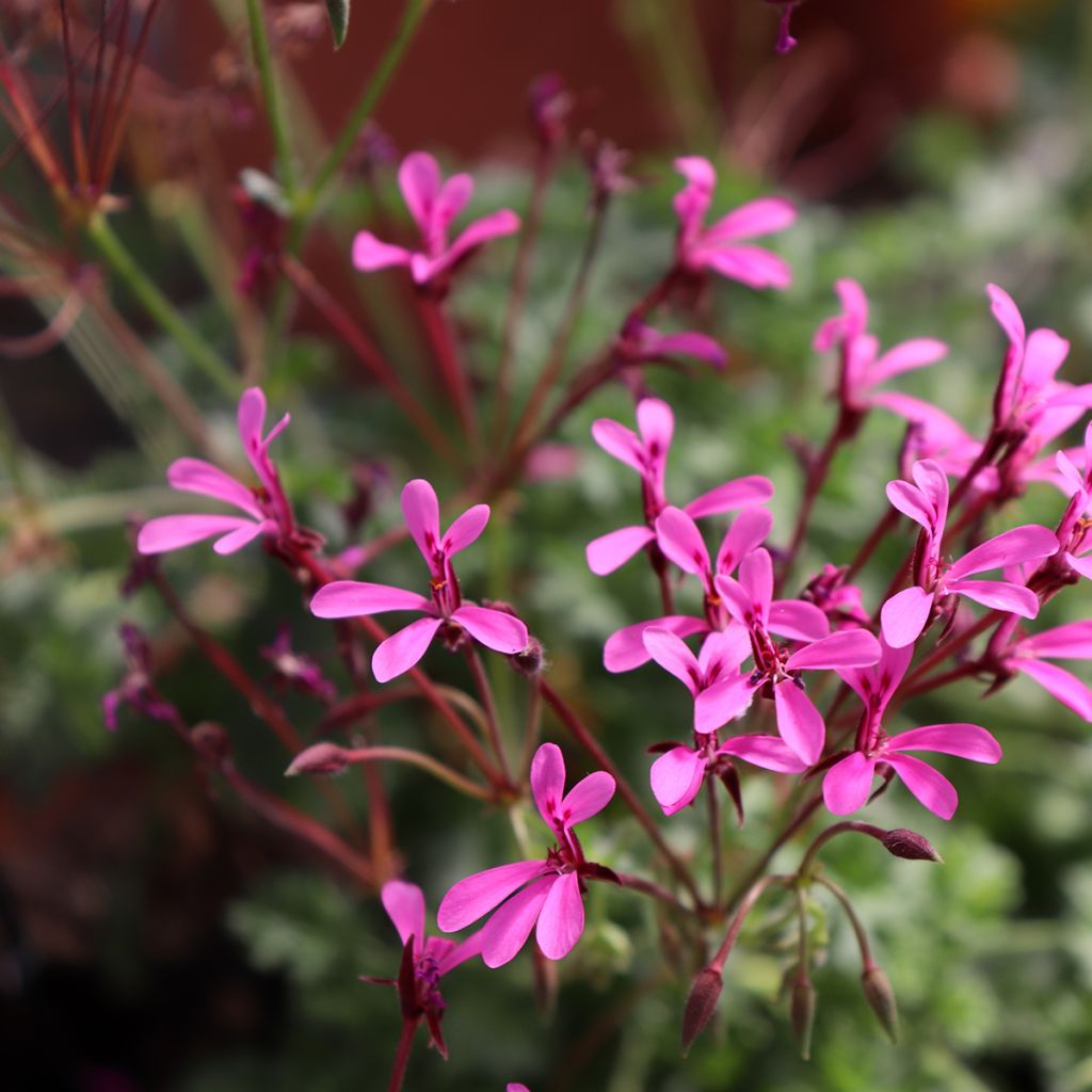 Pelargonium ionidiflorum