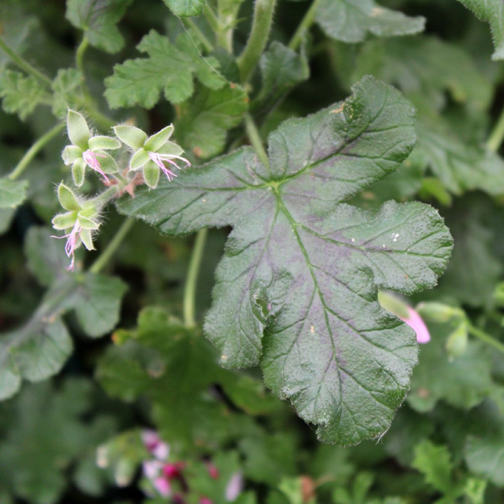 Pelargonium quercifolium