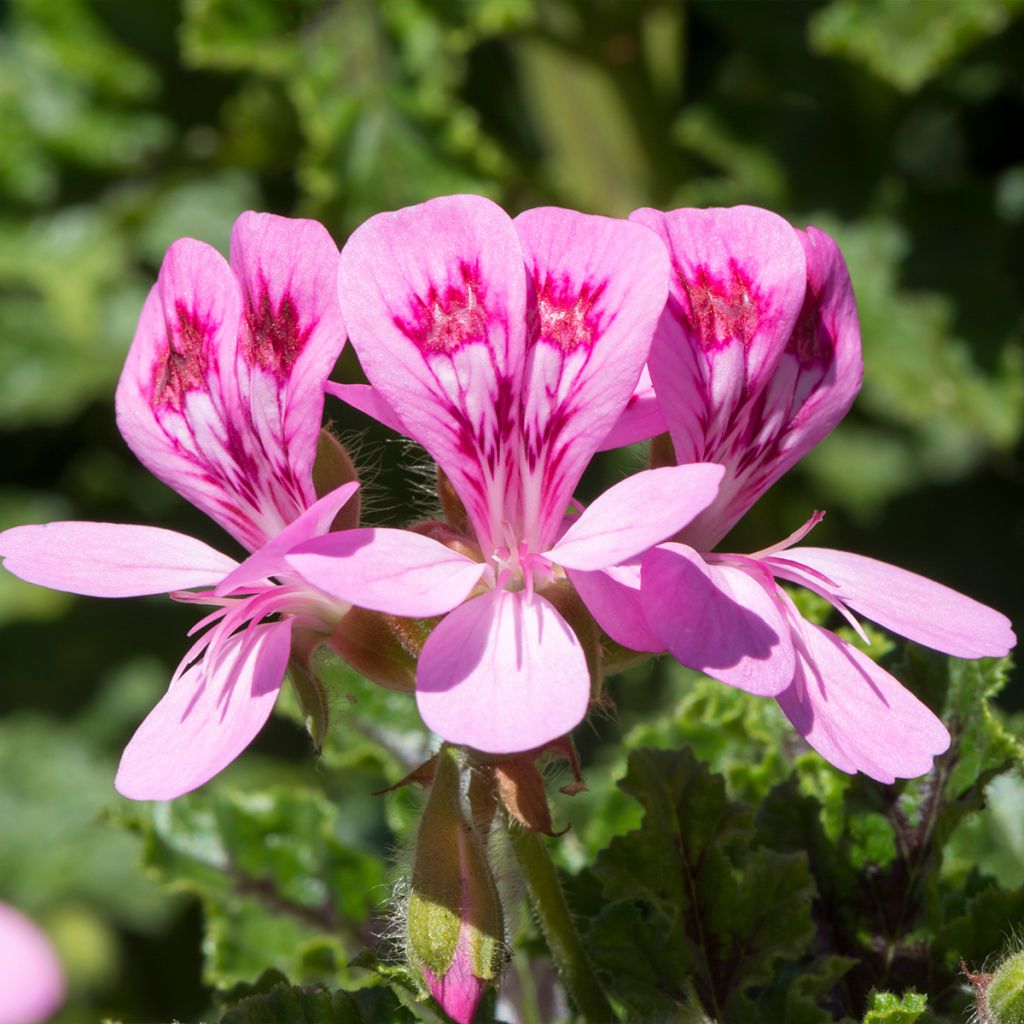 Pelargonium quercifolium