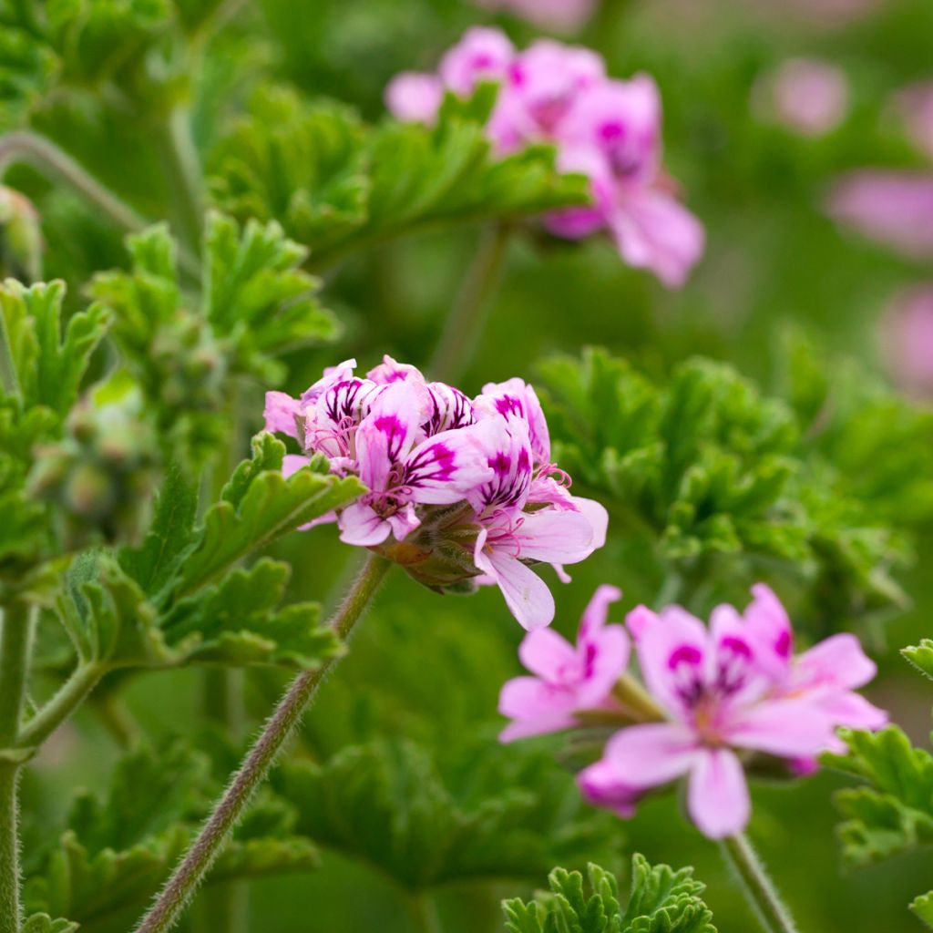 Pelargonium quercifolium