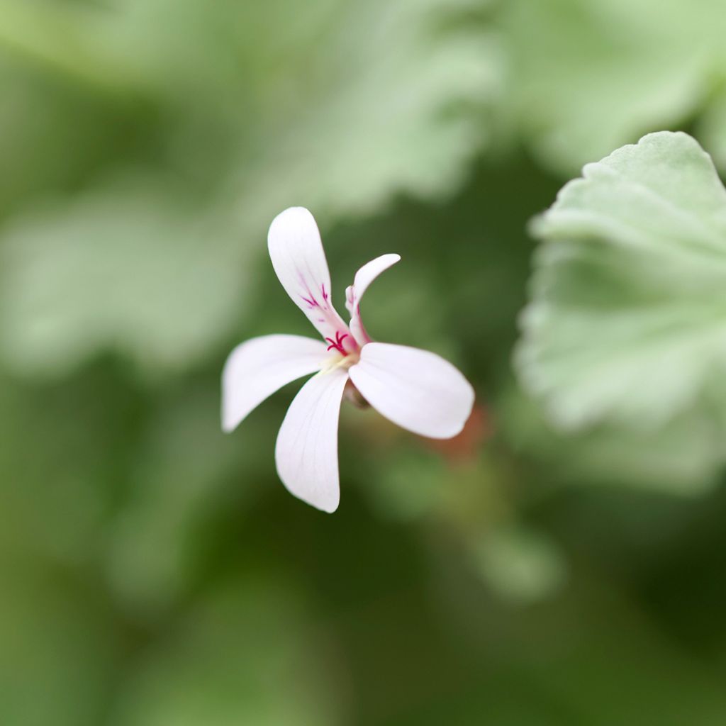 Pelargonium odoratissimum - Pelargo odoroso