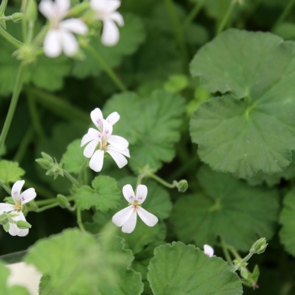 Pelargonium odoratissimum - Pelargo odoroso