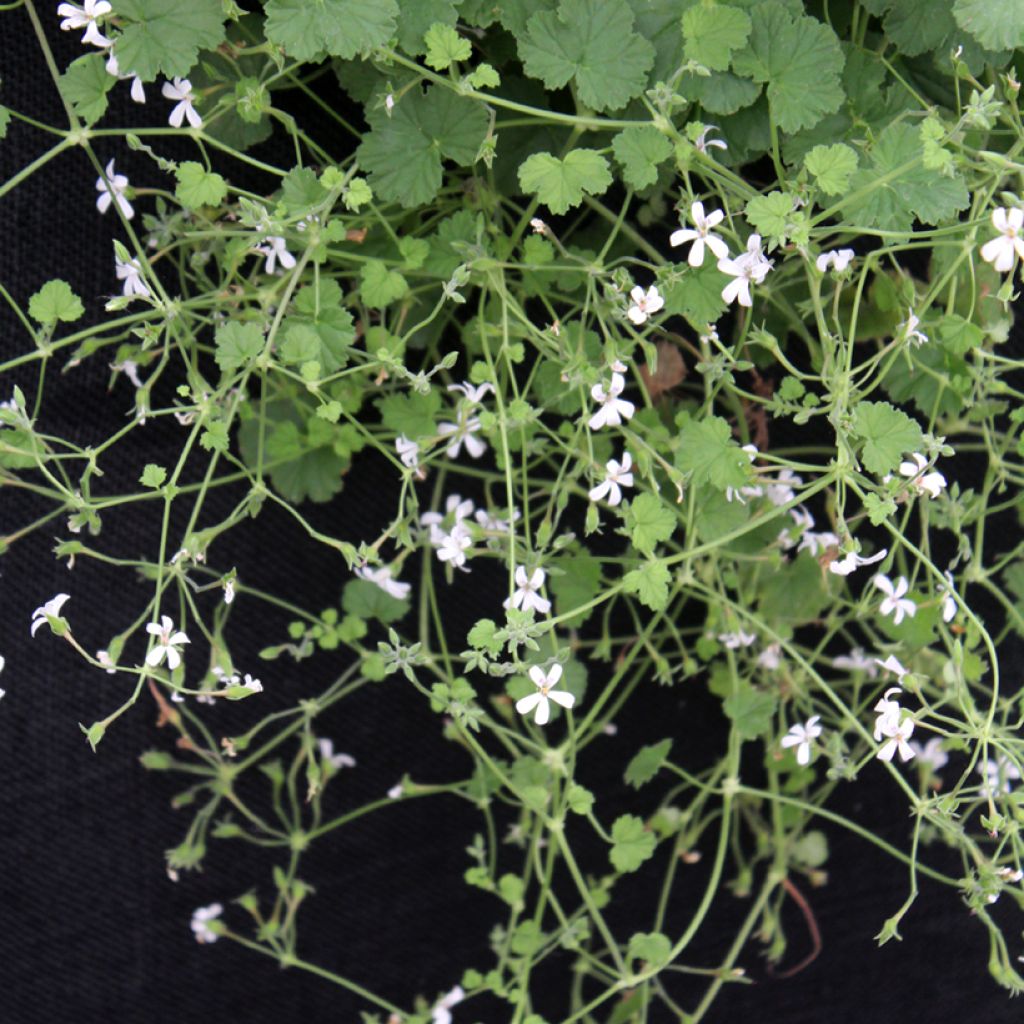 Pelargonium odoratissimum - Pelargo odoroso