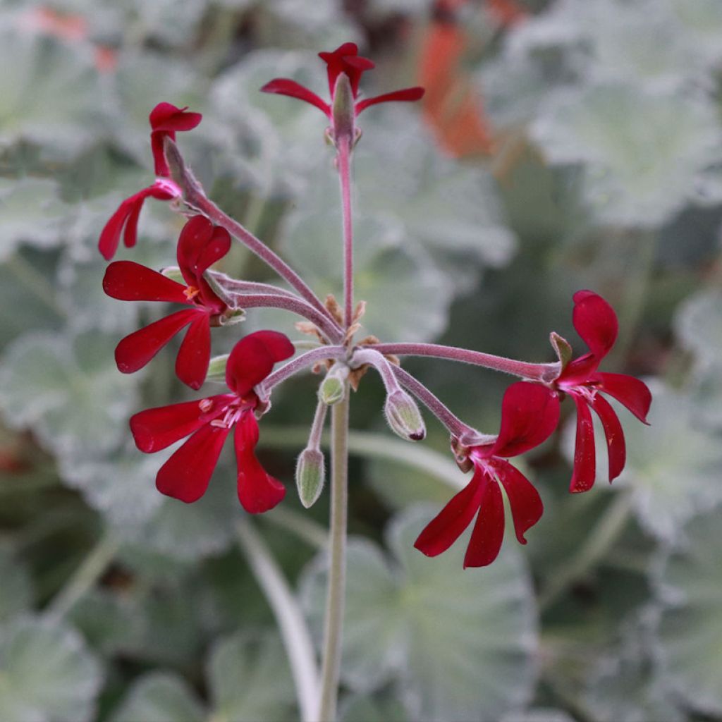 Pelargonium reniforme sidoides