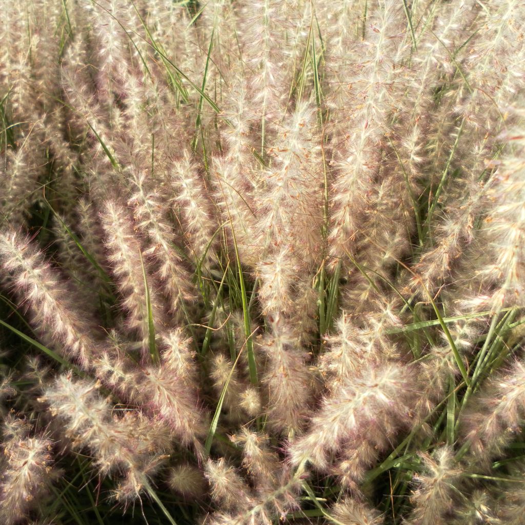 Herbe aux écouvillons - Pennisetum Orientale