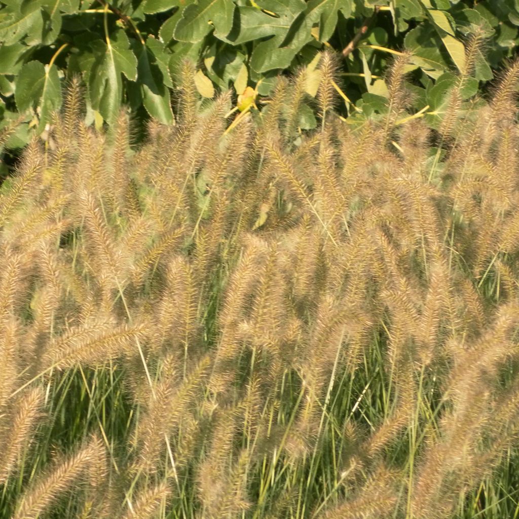 Pennisetum alopecuroïdes Hameln