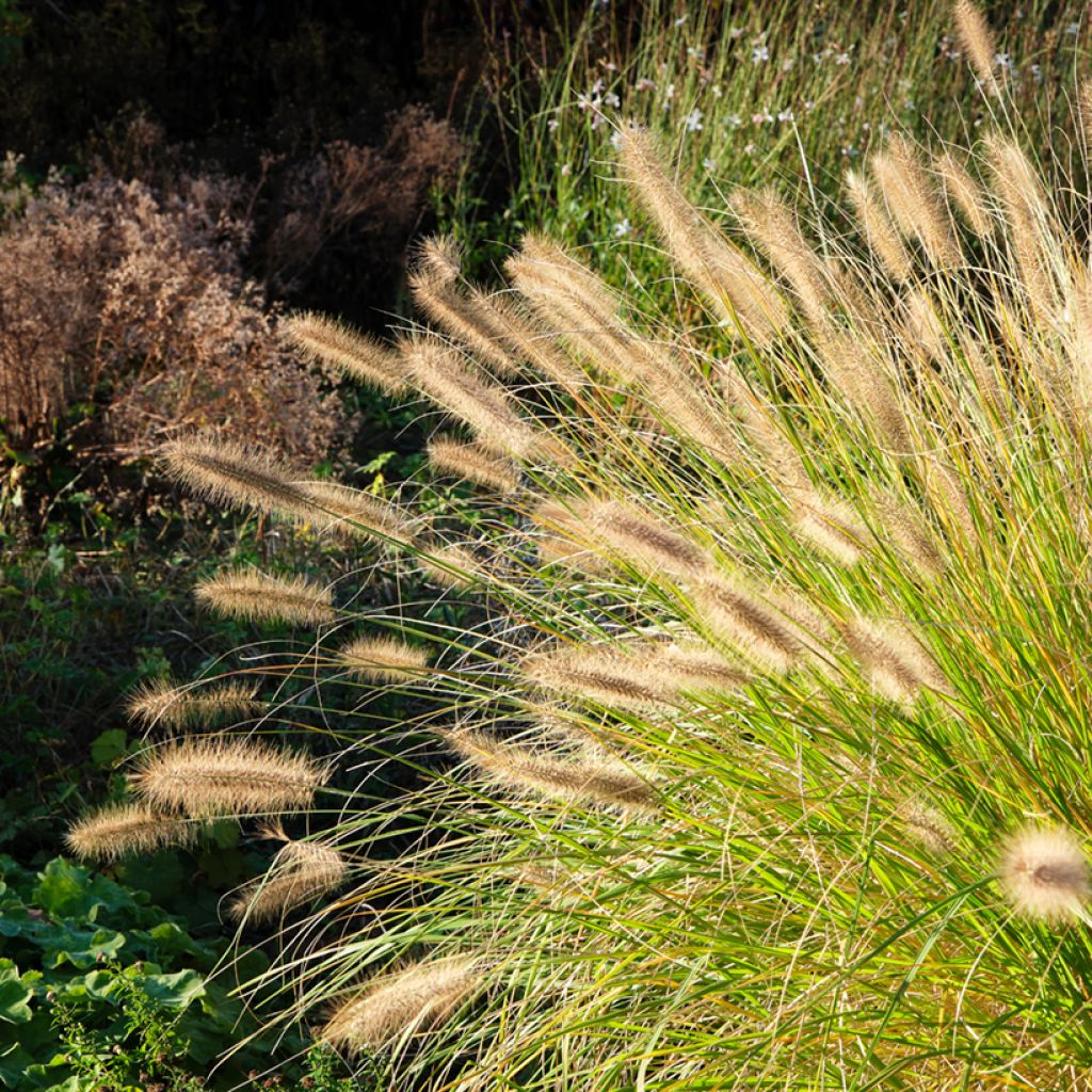 Pennisetum alopecuroïdes Hameln