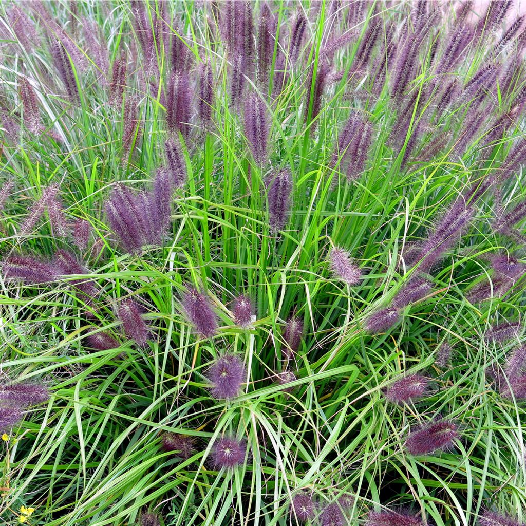 Pennisetum alopecuroïdes Red Head