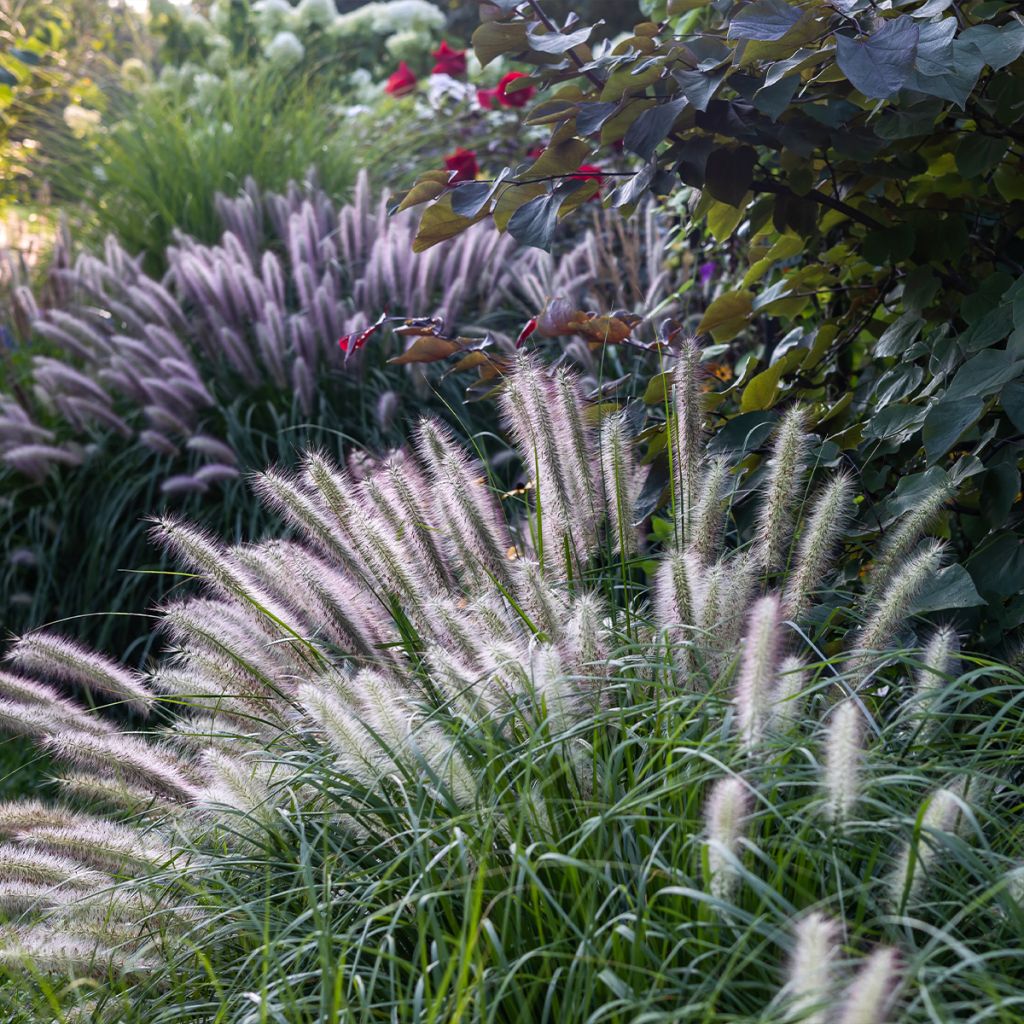 Pennisetum alopecuroïdes Red Head