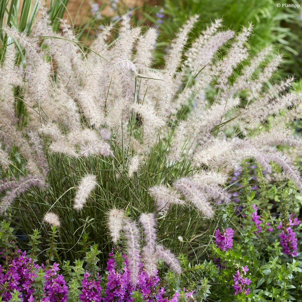 Pennisetum orientale JS Dance With Me