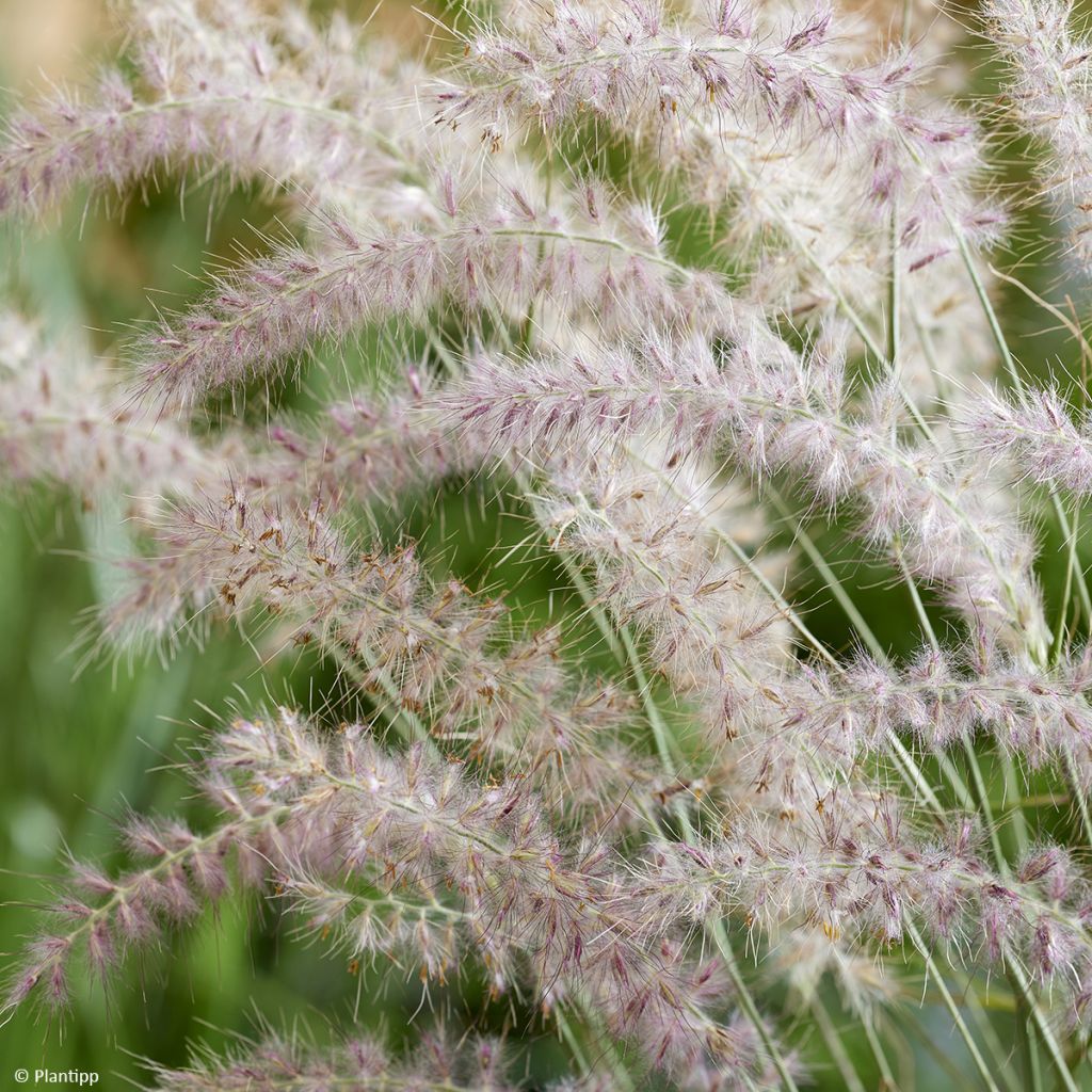 Pennisetum orientale JS Dance With Me