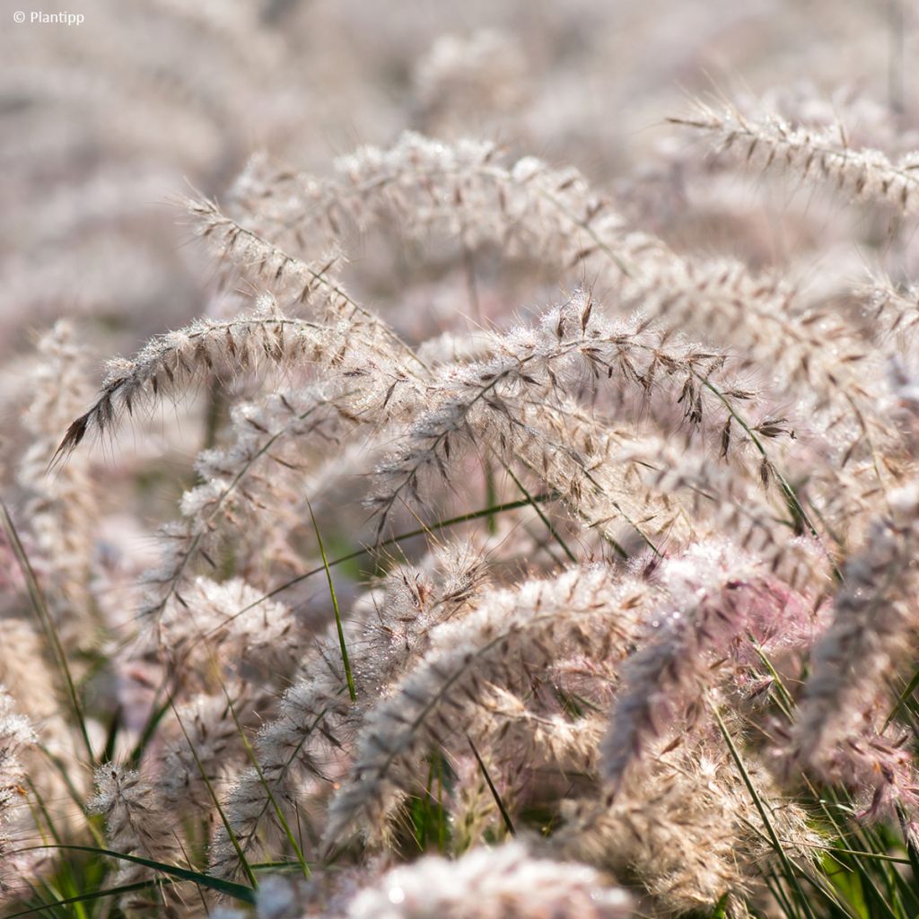 Pennisetum orientale JS Dance With Me