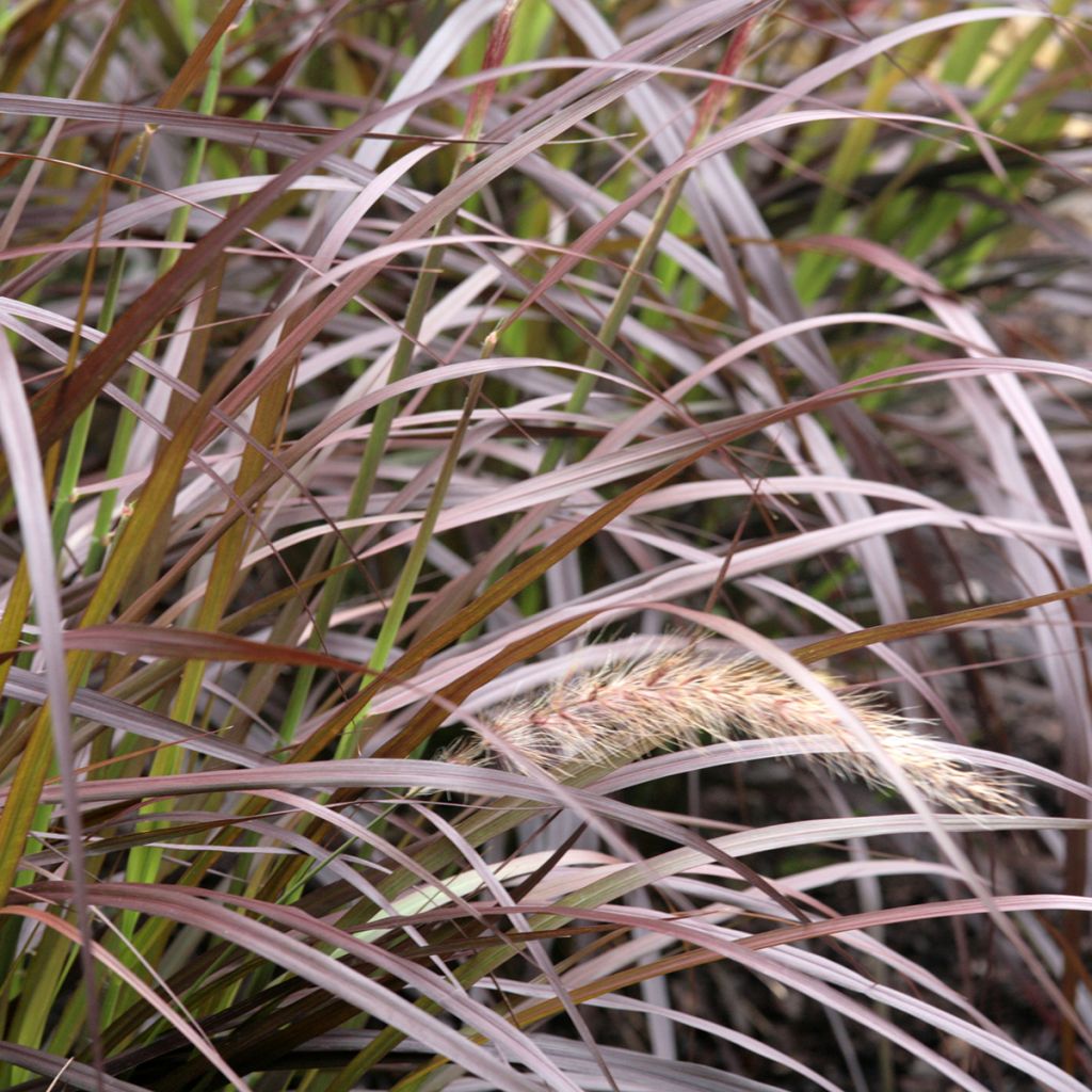 Pennisetum advena Rubrum