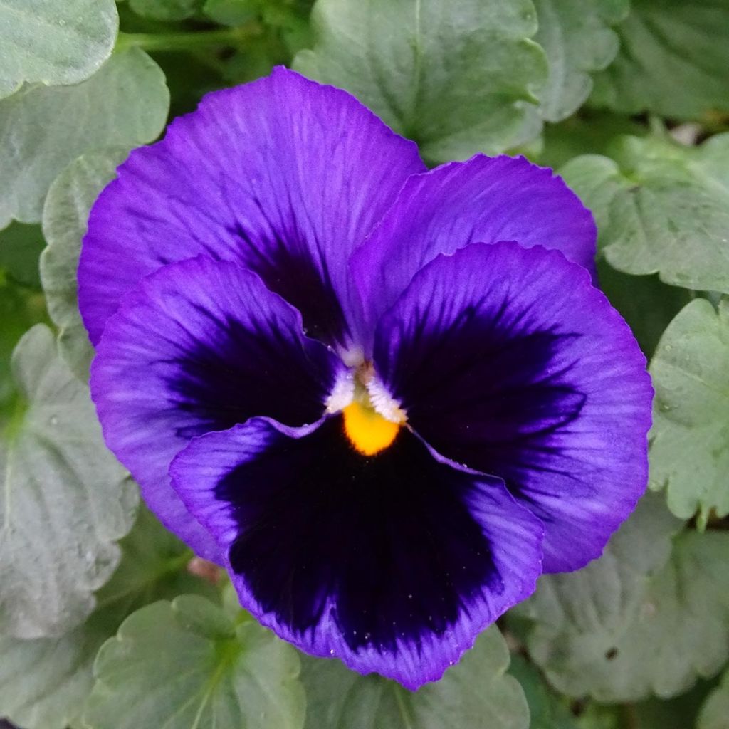 Viola F1 Carrera Blue With Blotch