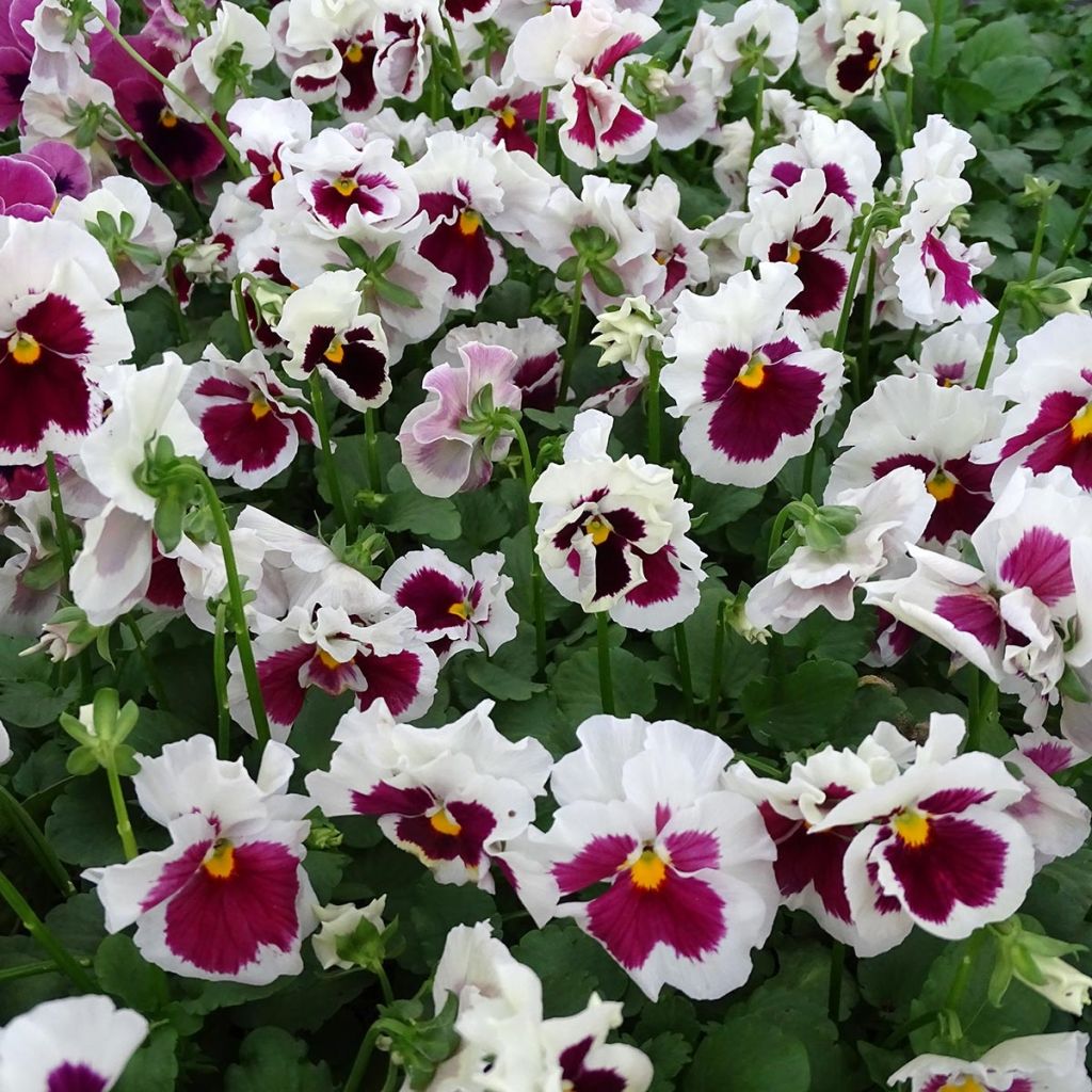 Viola F1 Carrera Rose Blotch