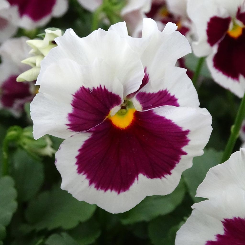 Viola F1 Carrera Rose Blotch