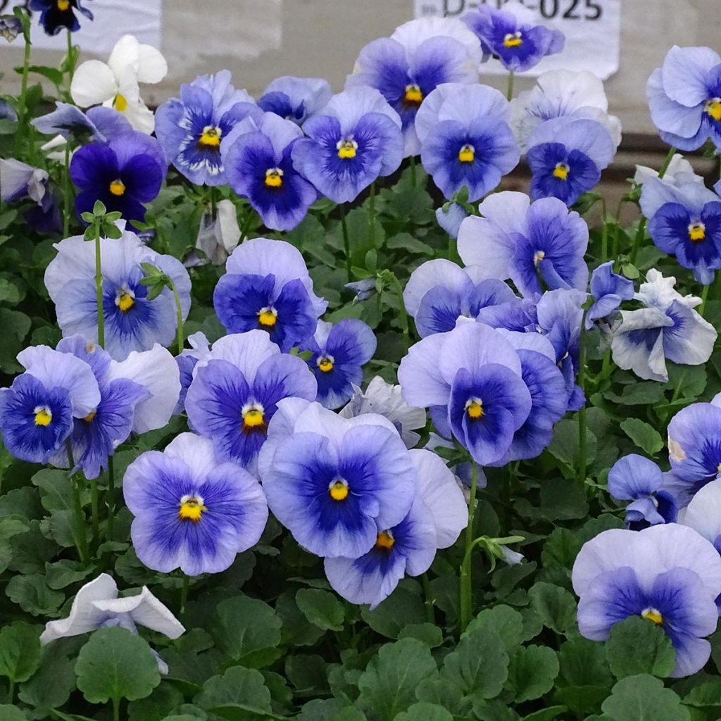 Viola inspire Metallic Blue Blotch