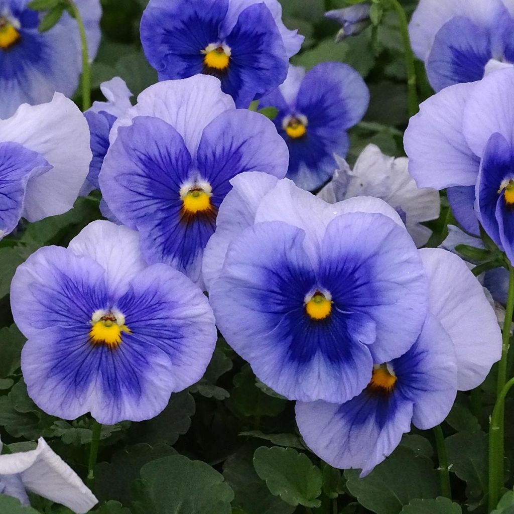 Viola inspire Metallic Blue Blotch