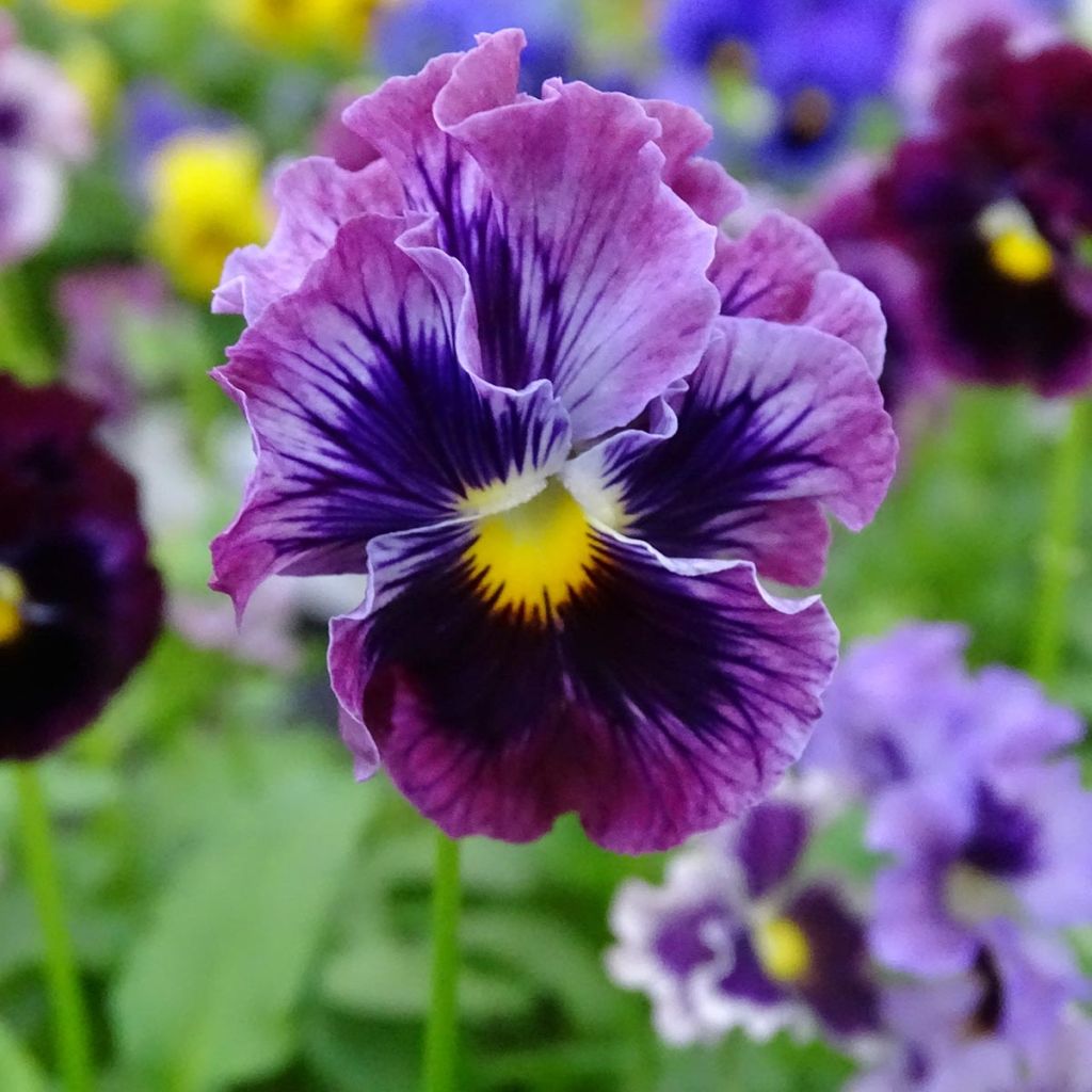 Pensée à fleurs ondulées Frizzle Burgundy Mini-motte