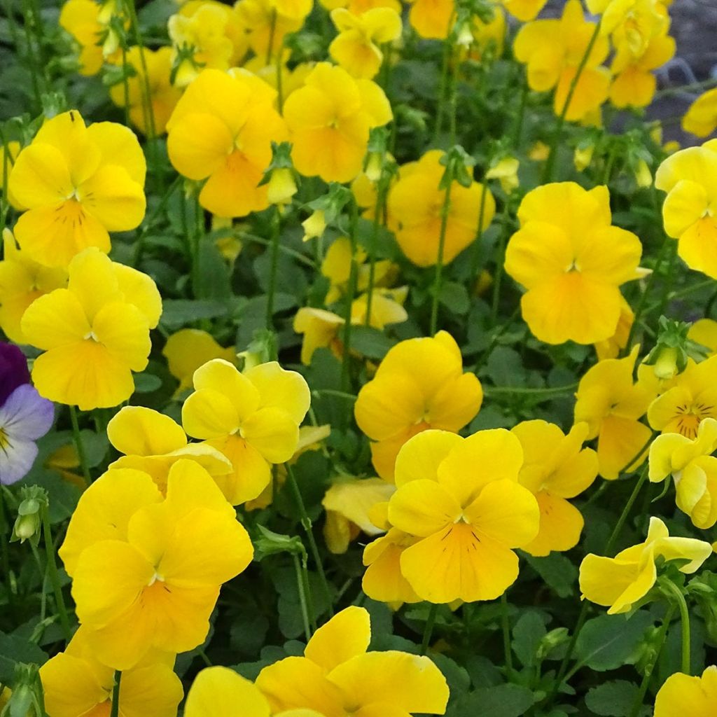 Viola Cool Wave Yellow