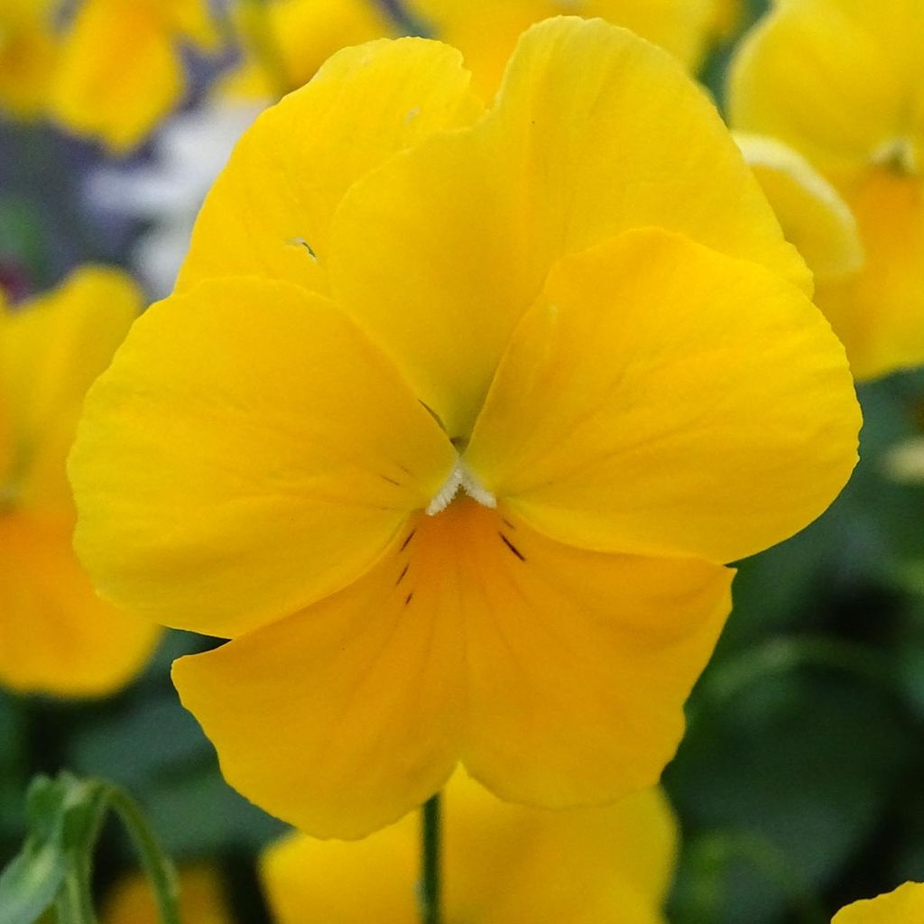 Viola Cool Wave Yellow