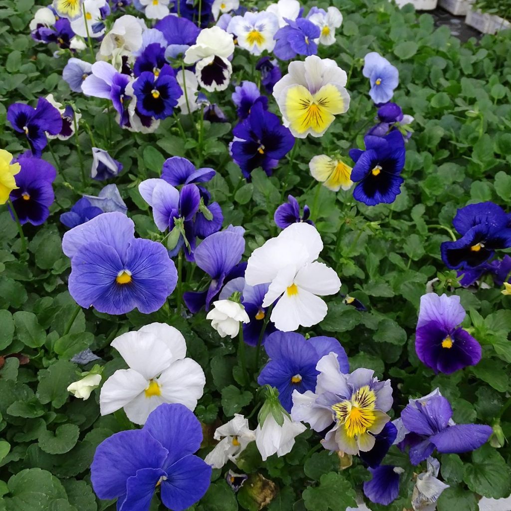 Viola Prim'Up Ocean Mix