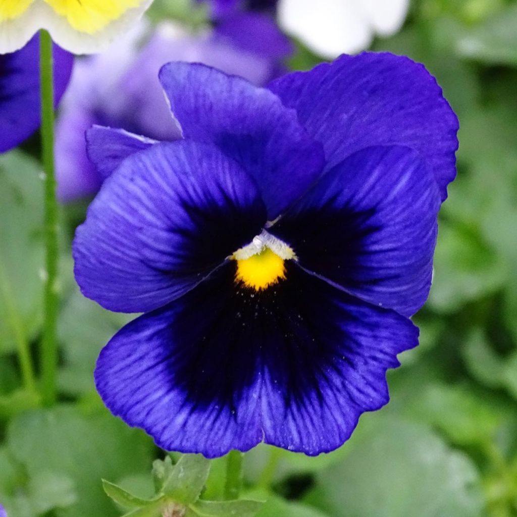 Viola Prim'Up Ocean Mix