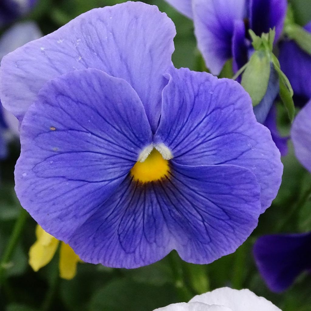 Viola Prim'Up Ocean Mix