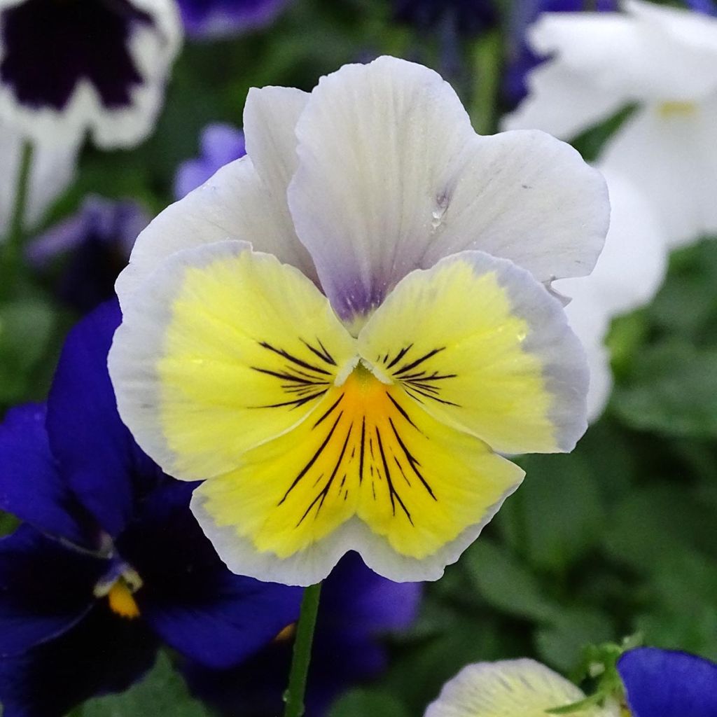 Viola Prim'Up Ocean Mix