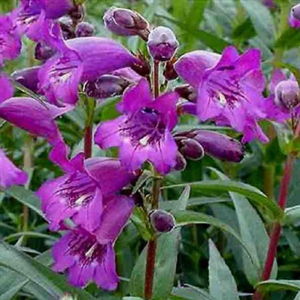 Penstemon Midnight