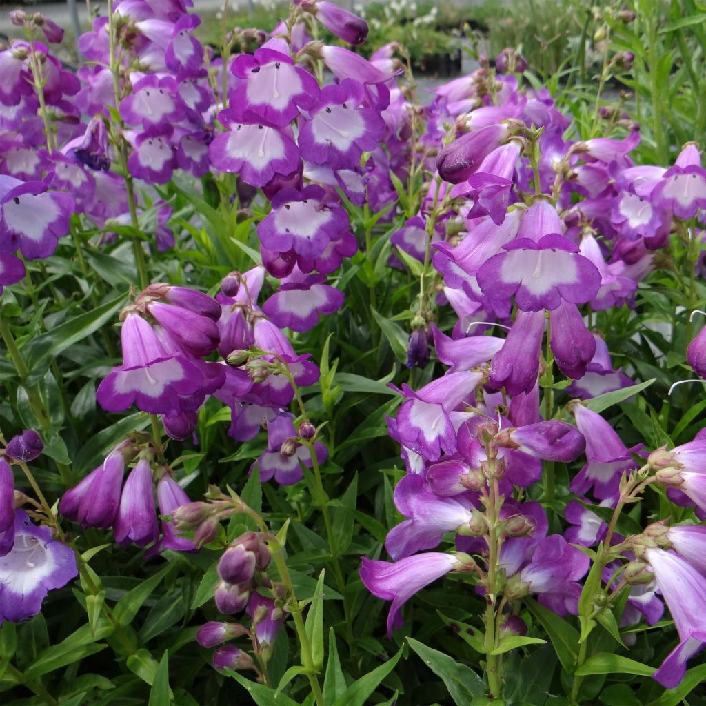 Penstemon Pensham Czar