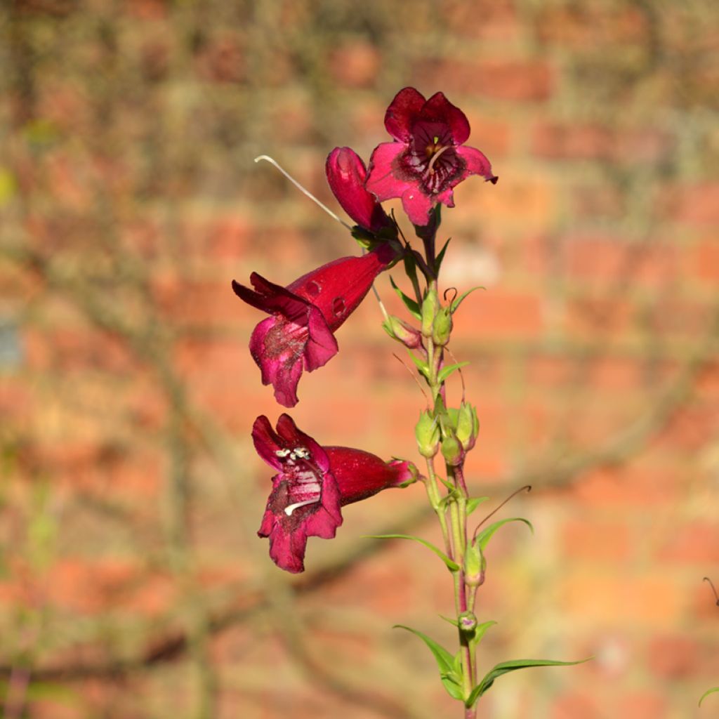 Penstemon Rich Ruby