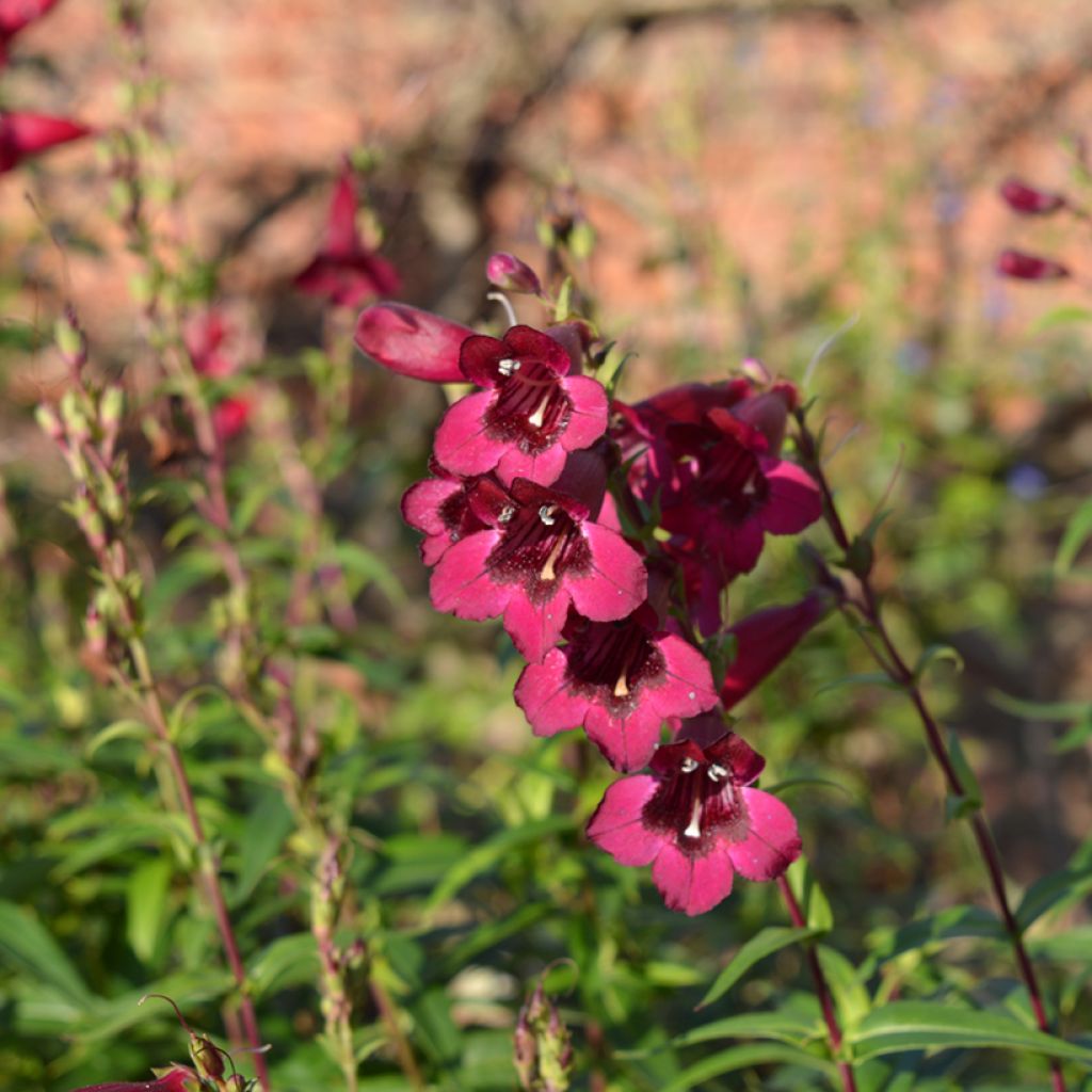 Penstemon Rich Ruby