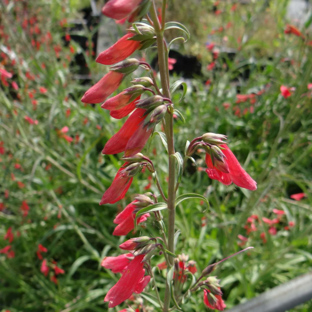 Penstemon barbatus Coccineus