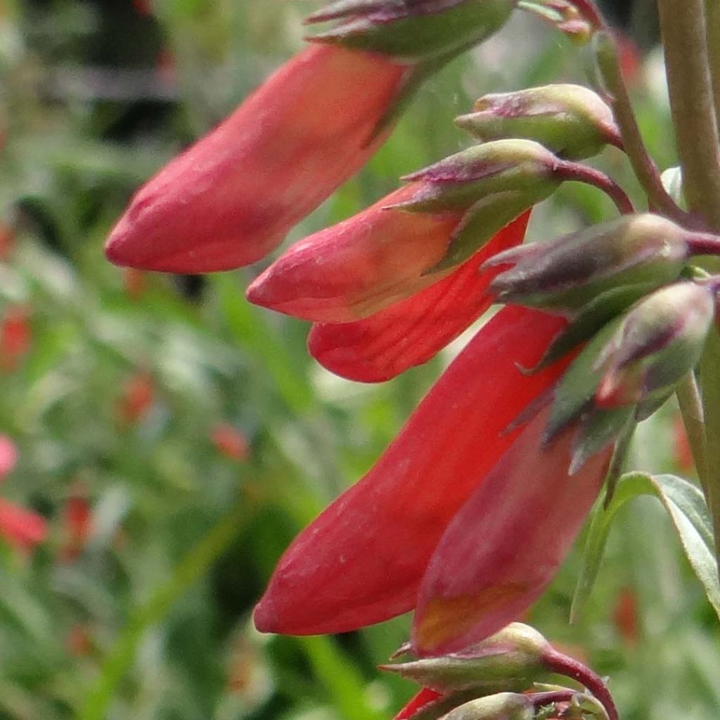 Penstemon barbatus Coccineus