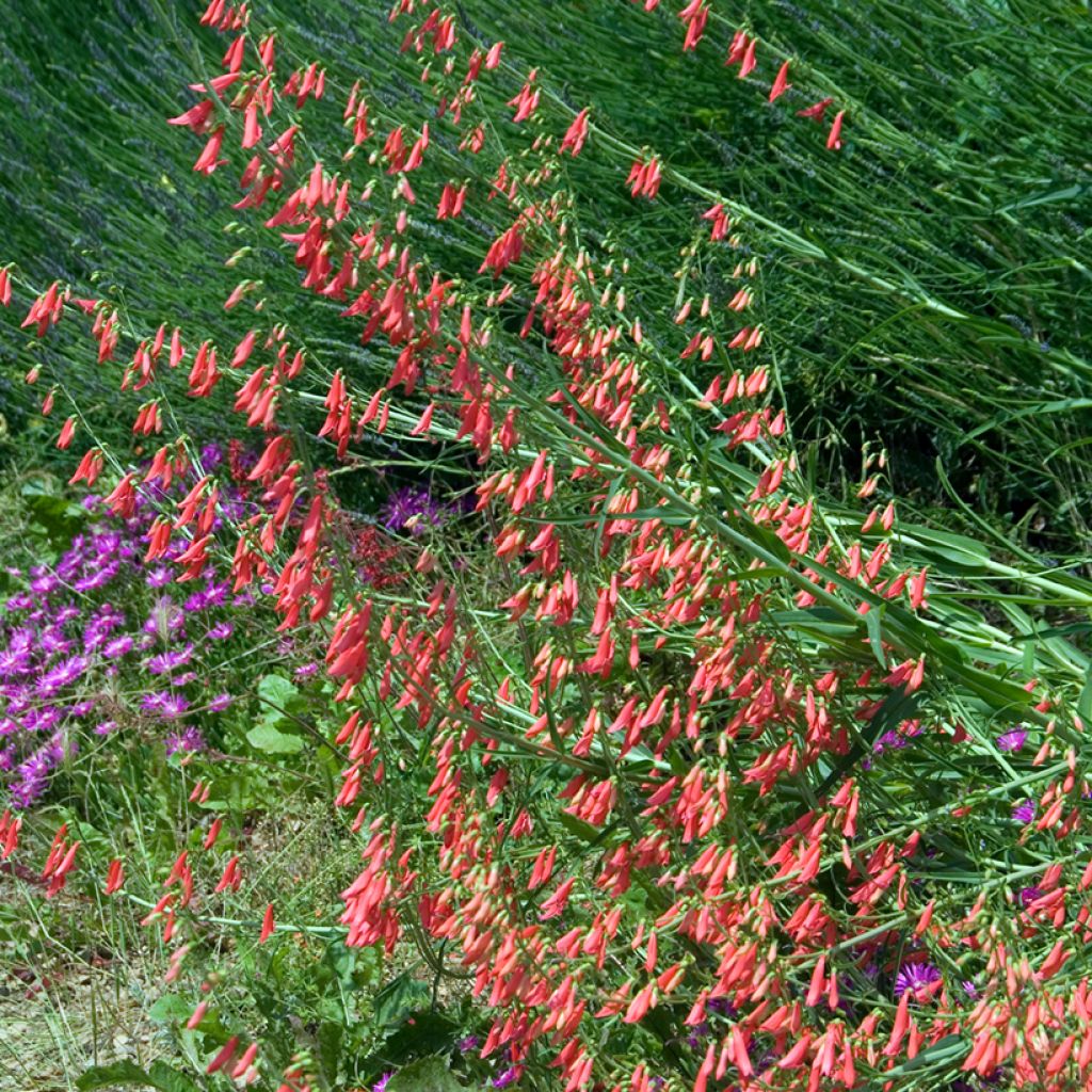 Penstemon barbatus Coccineus