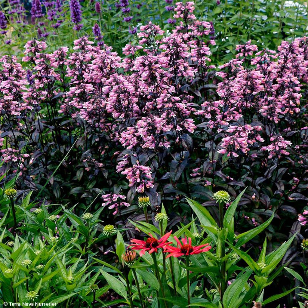 Penstemon digitalis Dakota Burgundy (Dakota Series) - Galane