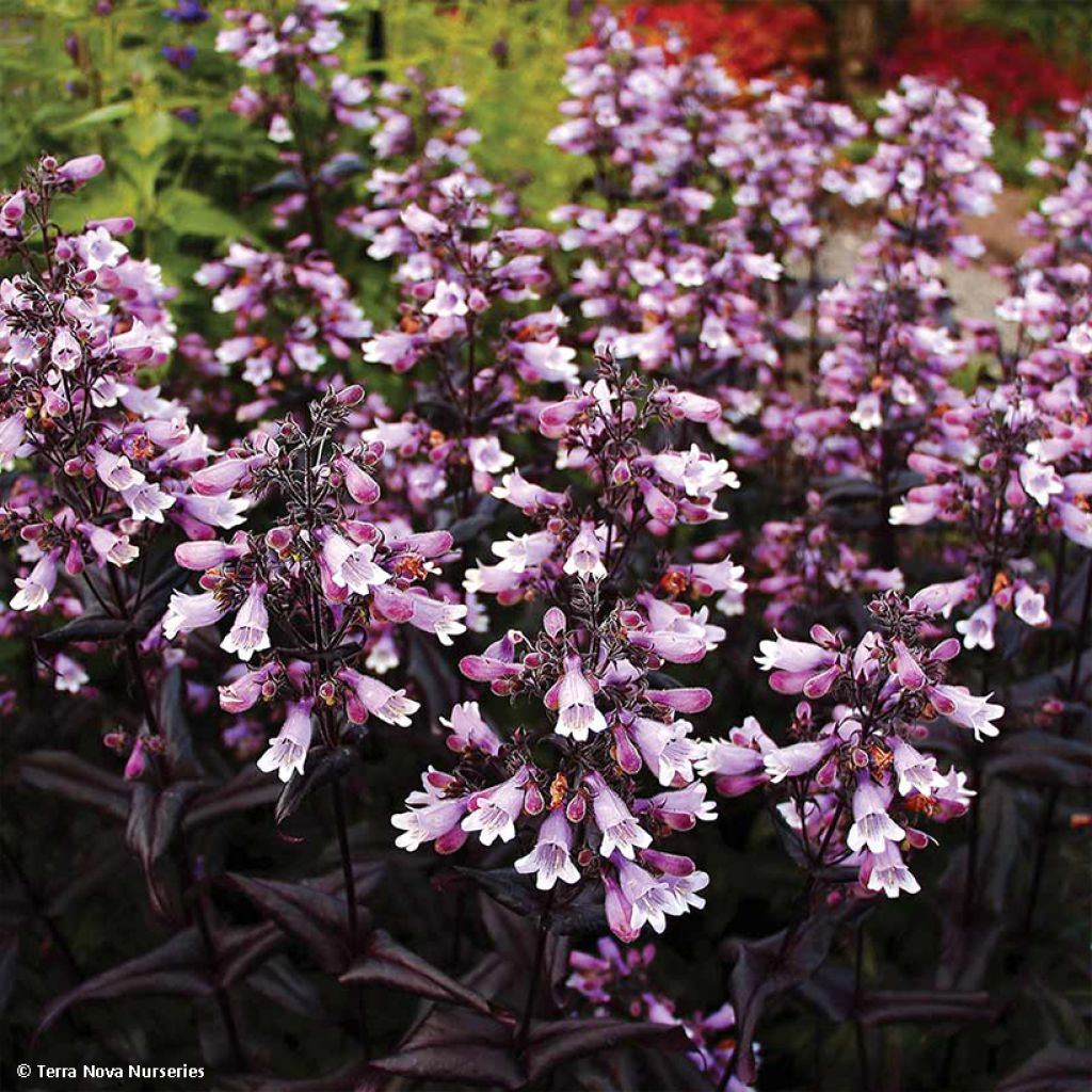 Penstemon digitalis Dakota Burgundy (Dakota Series) - Galane