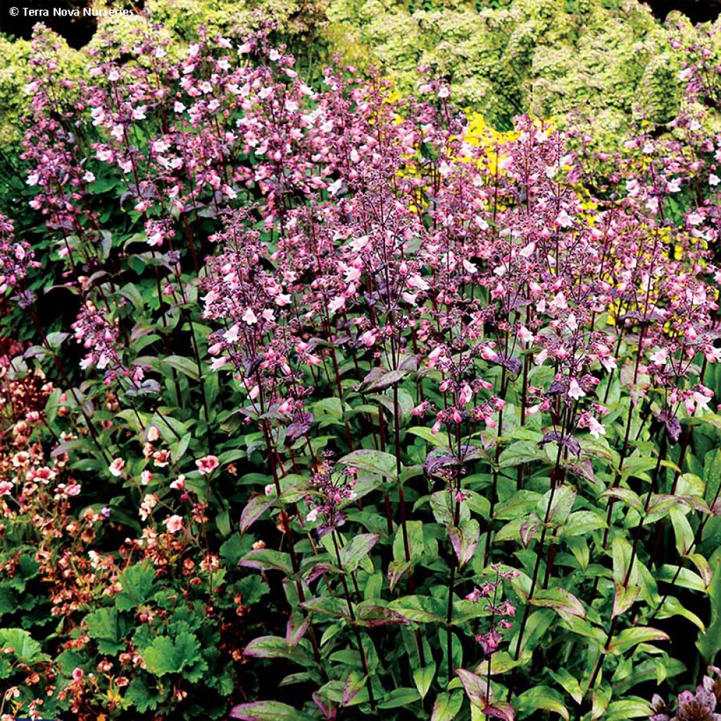 Penstemon digitalis Dakota Verde (Dakota Series) - Galane