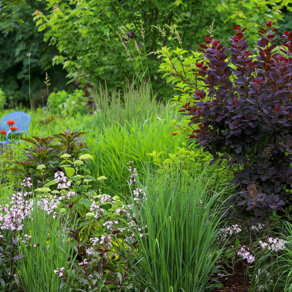 Penstemon digitalis Dark Towers