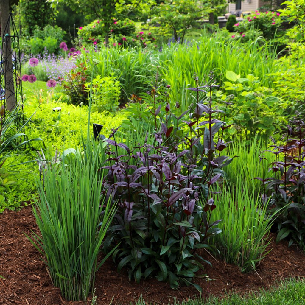 Penstemon digitalis Dark Towers