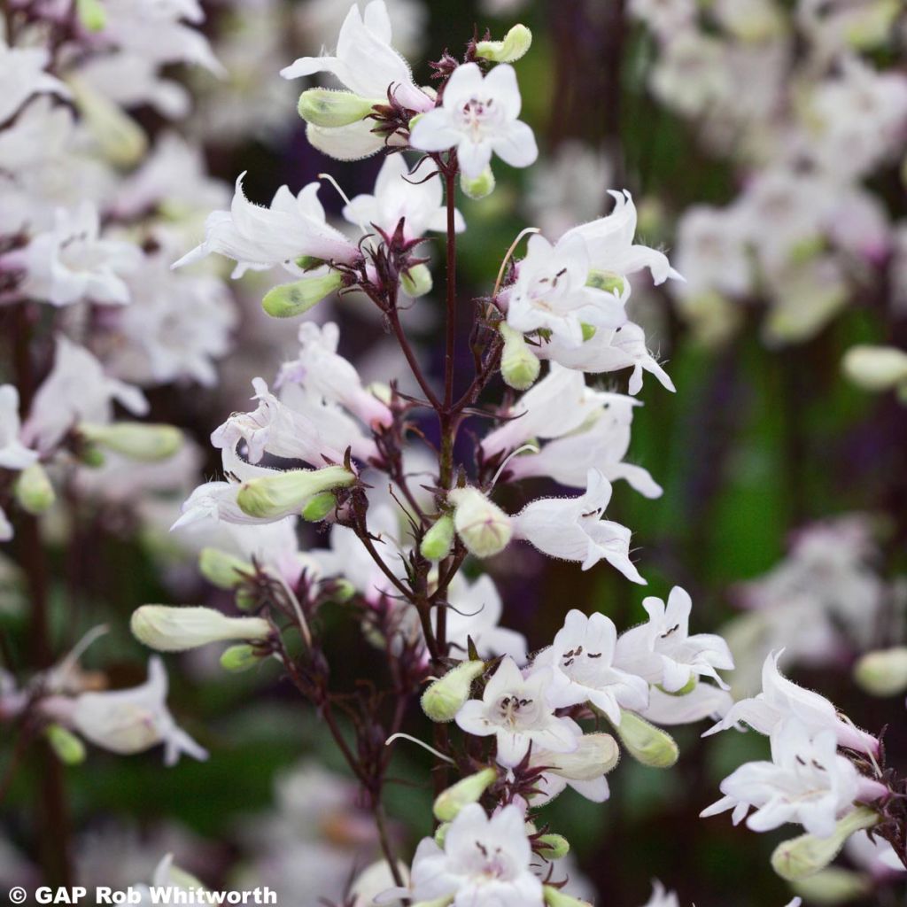 Penstemon digitalis Husker Red