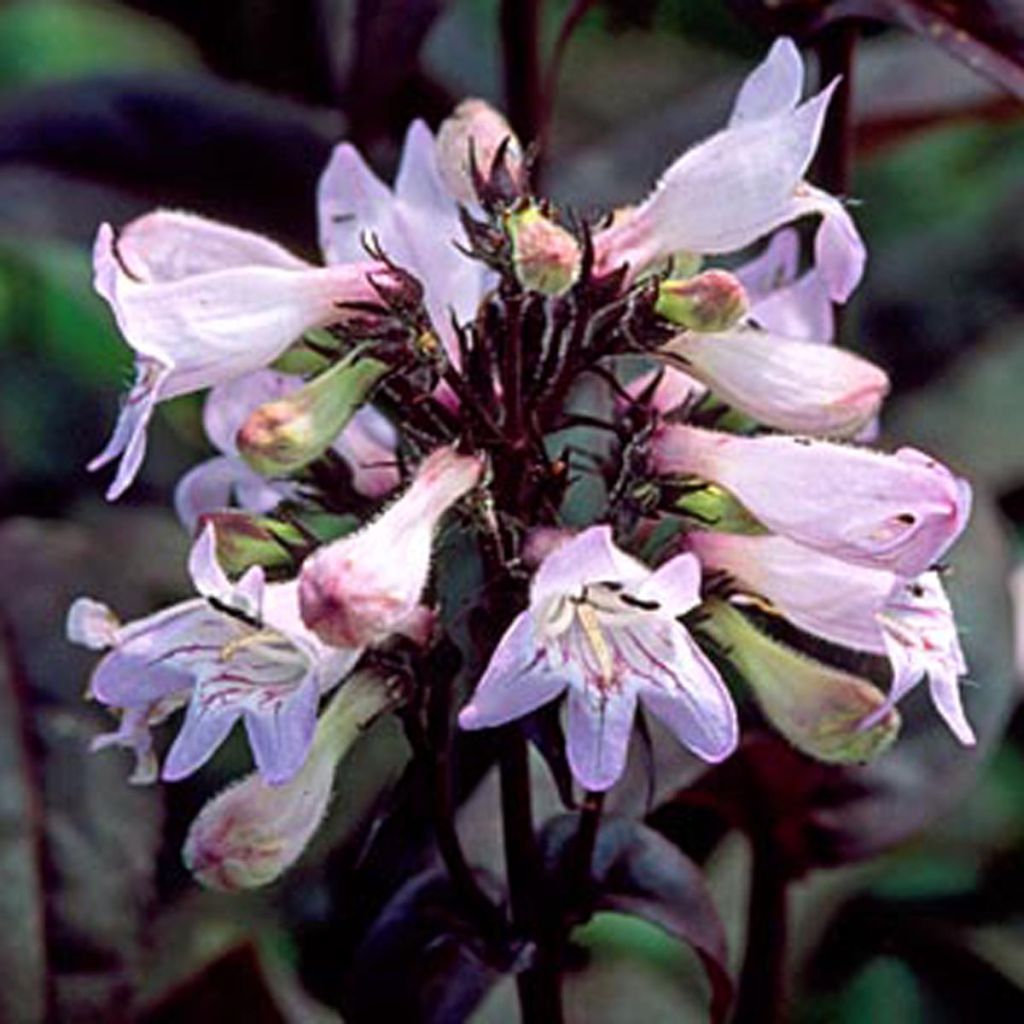 Penstemon digitalis Husker Red