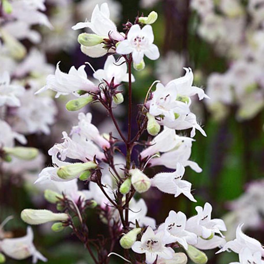 Penstemon digitalis Husker Red