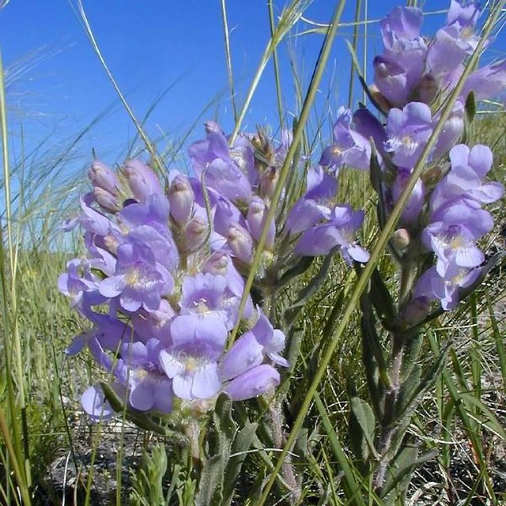 Penstemon glaber